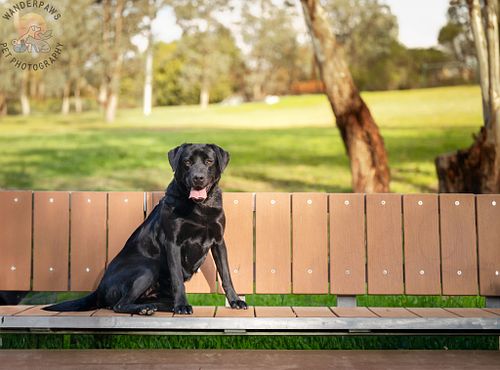 Rosie (Peach's Owner)