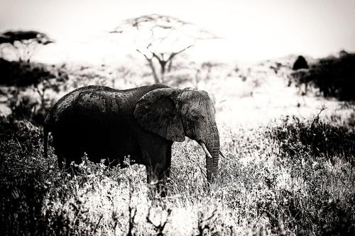 Eléphant en Tanzanie