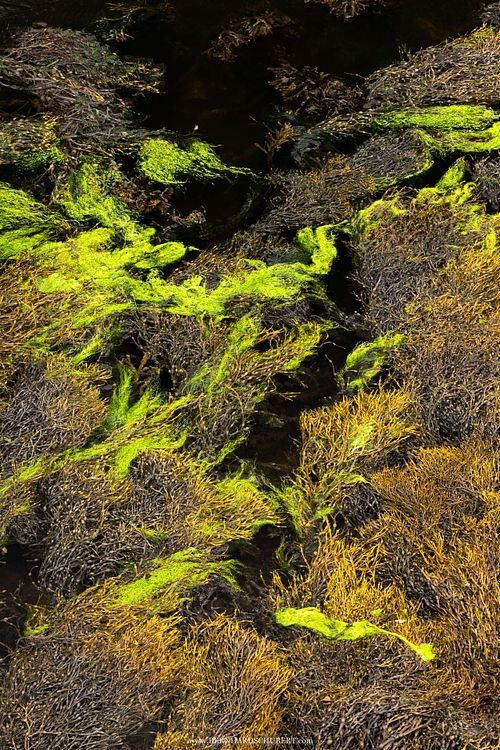 Ascophyllum nodosum - Knotted wrack