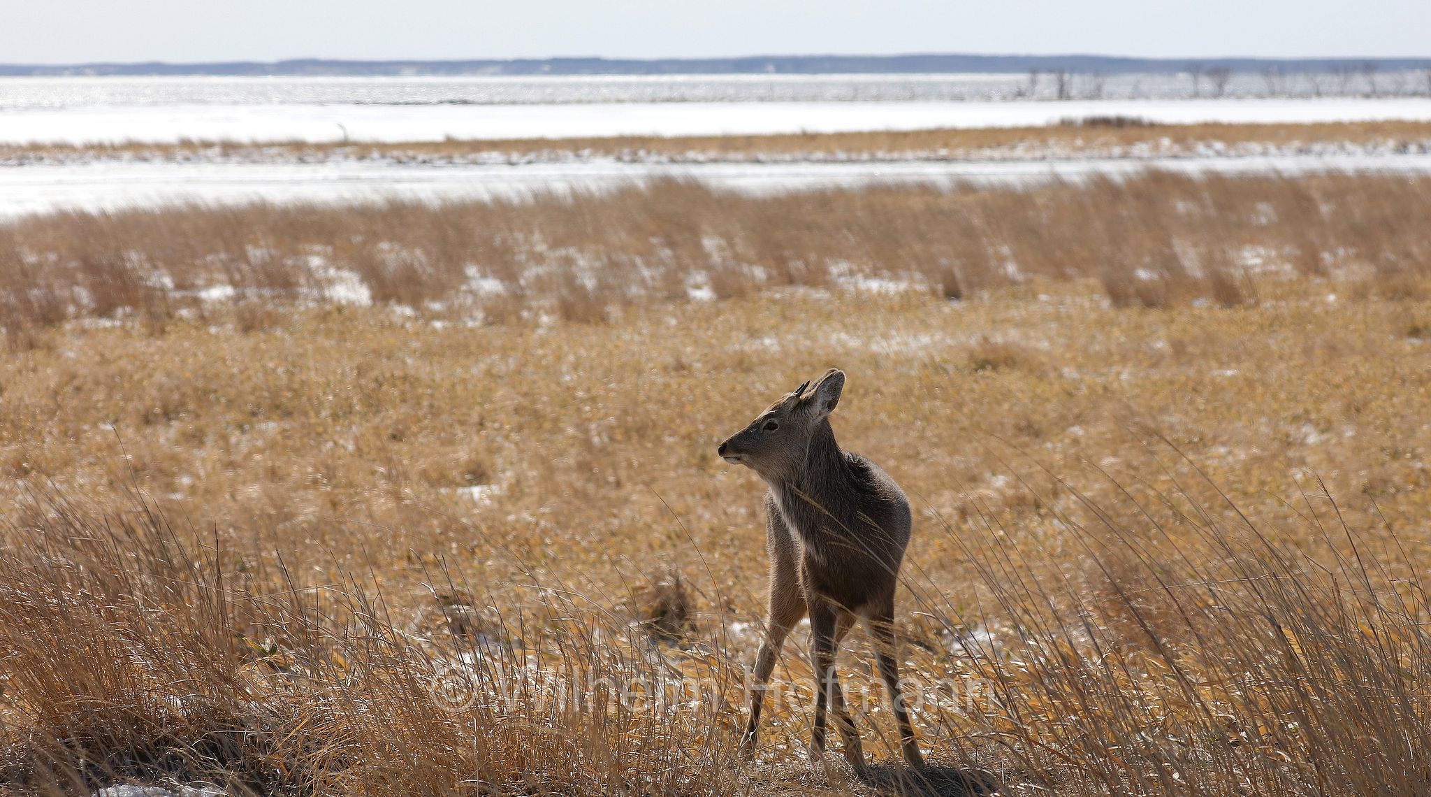 sika deer, northern spotted deer, Japanese deer, Sikahirsch, cervo sika, cervo shika, cervo del Giappone, Cervus nippon, Notsuke Peninsula, Notsuke Halbinsel, Penisola di Notsuke, Hokkaidō, Hokkaido, Japan, Giappone
