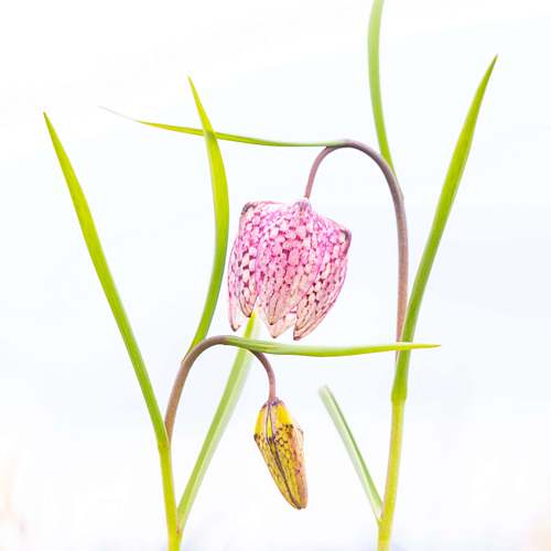 Flower Symmetry