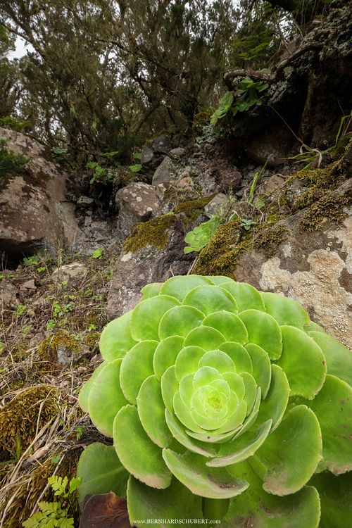 Aeonium canariense - Canary Island aeonium