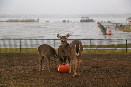 White Tail Deer in suburban landscape
