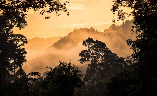 Thailändischer Regenwald