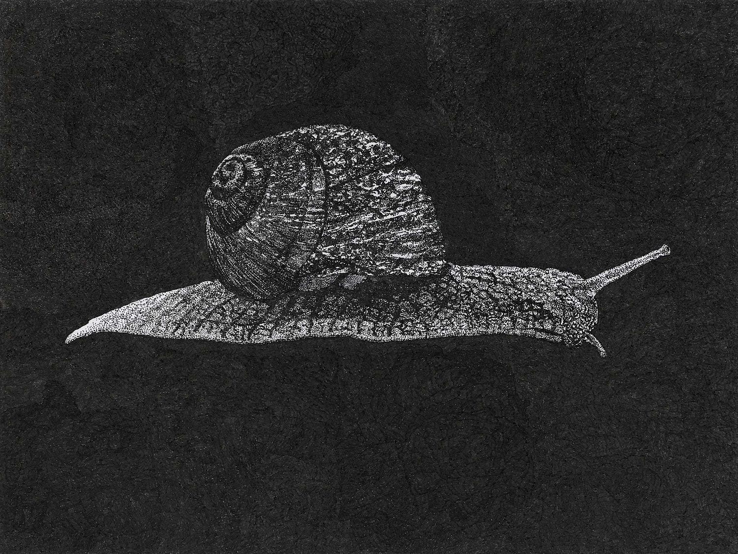 Pen and ink stippling of a snail, by Elle Rosen.