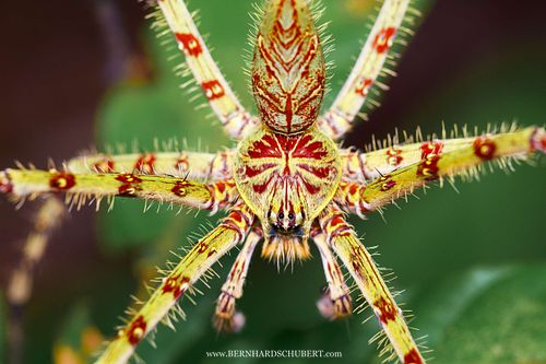 Heteropoda boiei – Flechten-Riesenkrabbenspinne