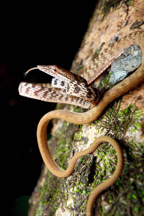 Ahaetulla fasciolata - Speckle-headed whipsnake