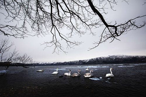 Cygnus cygnus - Whooper swan