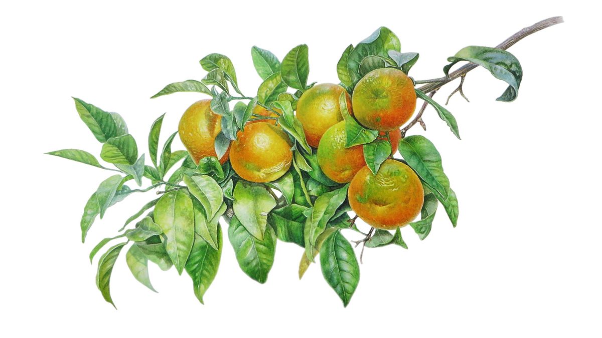 Botanical artwork of Orange'Citrus sinensis'