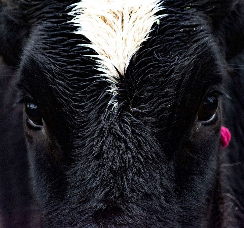 Basics of Wildlife Photography