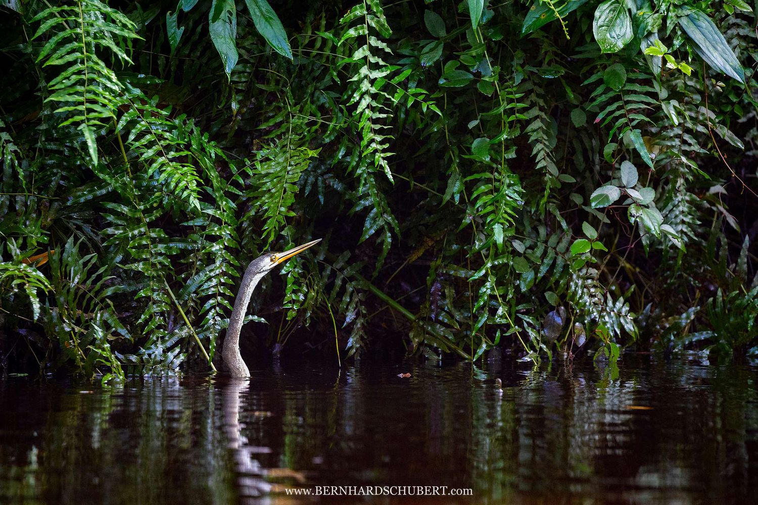 Anhinga melanogaster – Orient-Schlangenhalsvogel
