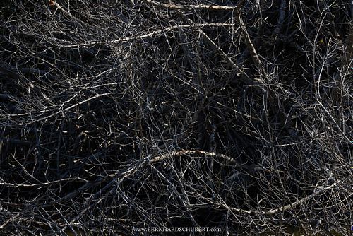 Ardea herodias - Kanadareiher