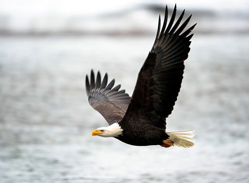 Best place for bald eagle photography workshop & guide tour in the US.  Located in the Midwest (Iowa & Illinois) and Alaska, United States.
