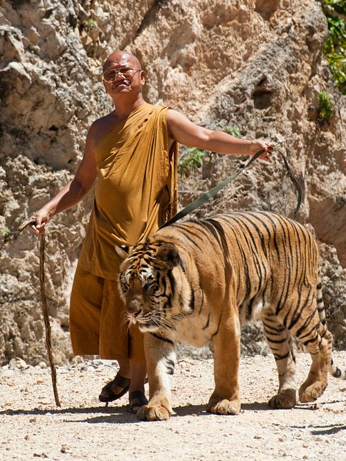 Man with Tiger. Thailand.