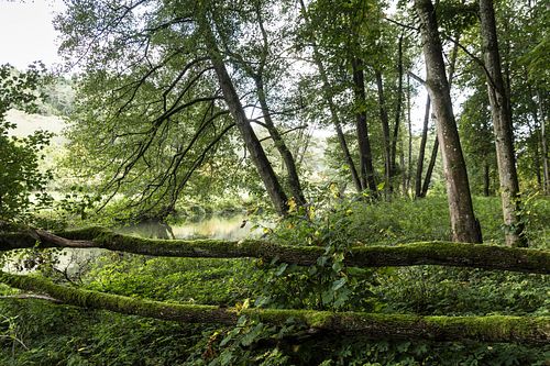 An der Vils bei Traidendorf