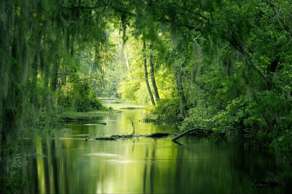 Fotografia przyrodnicza