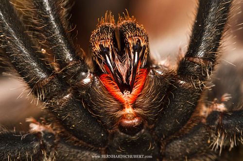 Coremiocnemis hoggi - Malaysian purple-femur tarantula