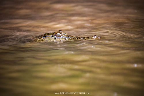 Crocodylus porosus - Saltwater crocodile