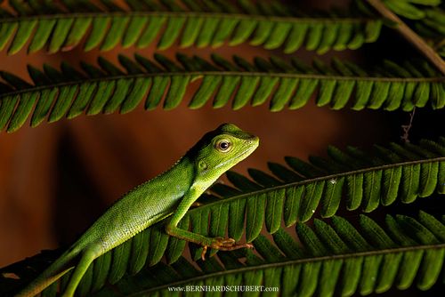 Bronchocela sp. - Forest lizard juvenile