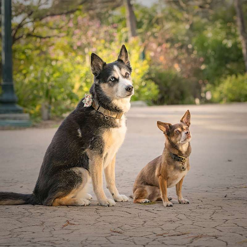 Vote for Bruce and Abby