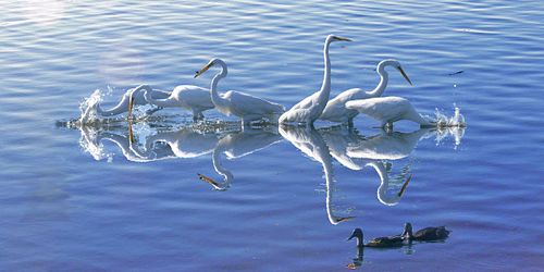 multiple white heron birds fishing