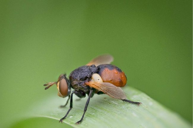 Bellissimo eBook di tecniche di fotografia macro