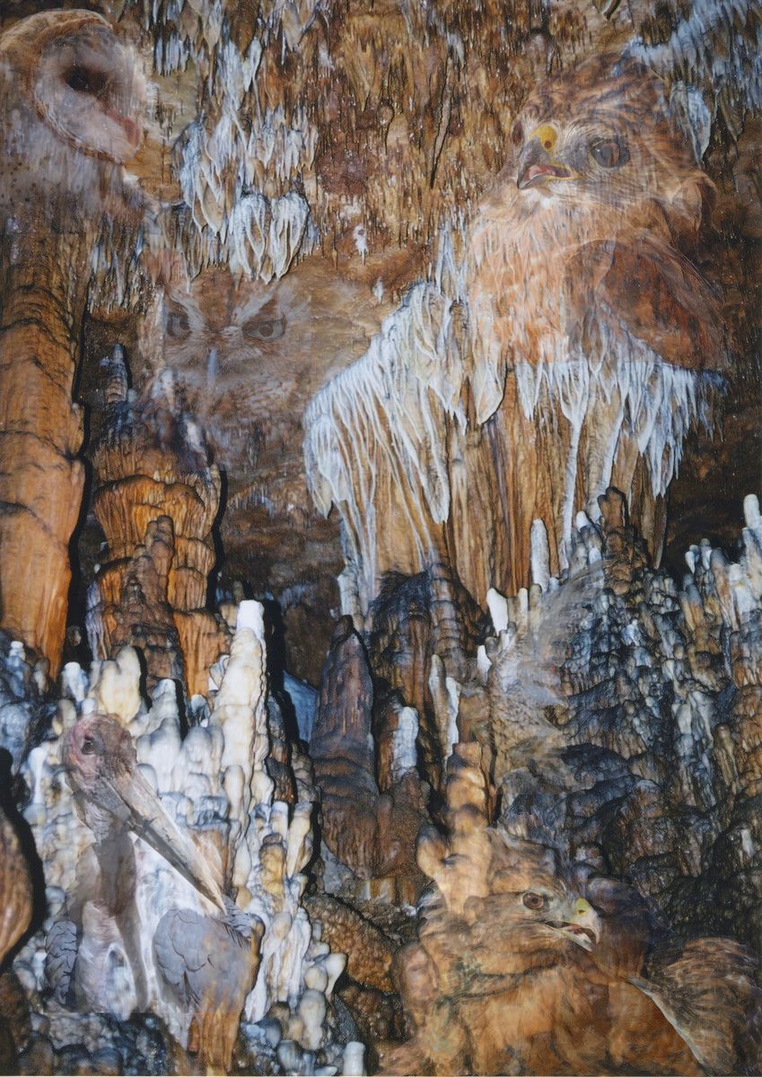 Cavebirds1