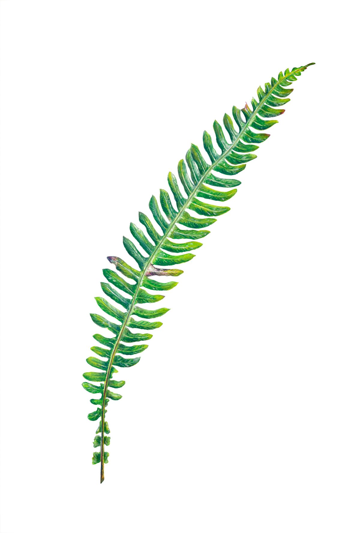 Boatnical Illustration of Fern Leaf