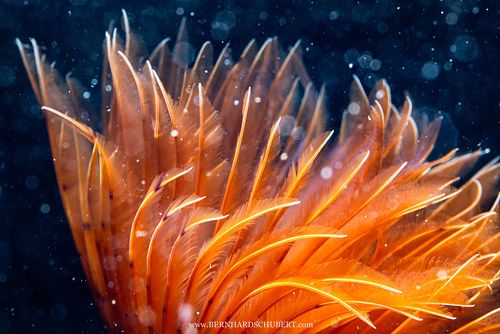 Bispira volutacornis - Twin fan worm