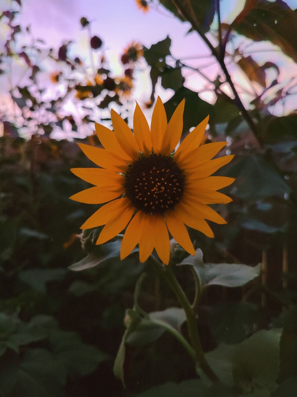 sunflowers at dusk