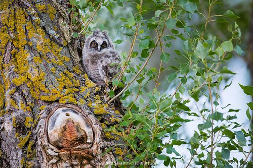 Asio otus - Long-eared Owl
