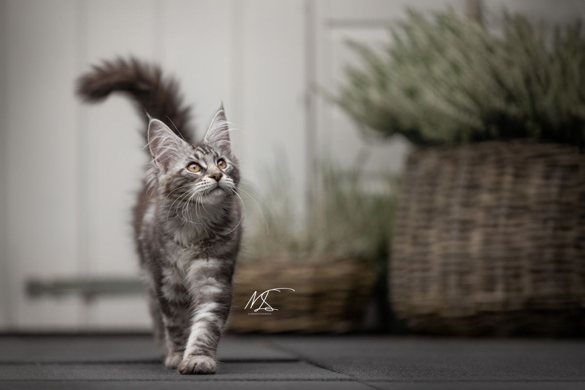 Maine coon kitten die naar de camera loopt maar rechts omhoog kijkt