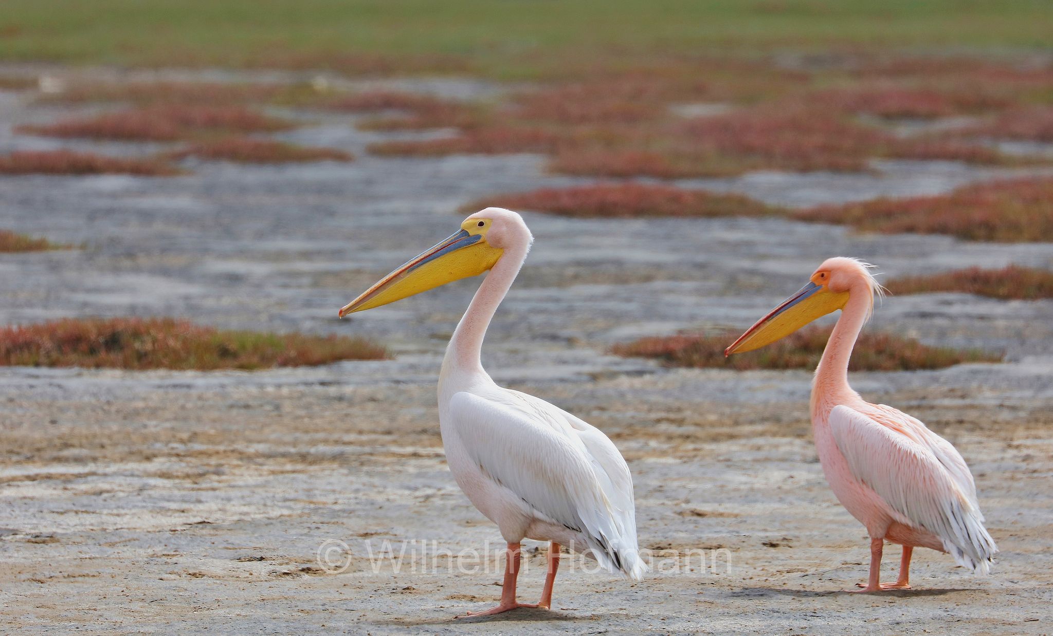 great white pelican, eastern white pelican, rosy pelican, white pelican, Rosapelikan, pellicano bianco maggiore, pellicano bianco comune, pellicano bianco orientale, pellicano rosato, Pelecanus onocrotalus, Walvis Bay Lagoon, Walfischbucht, Walvisbaai, Namibia