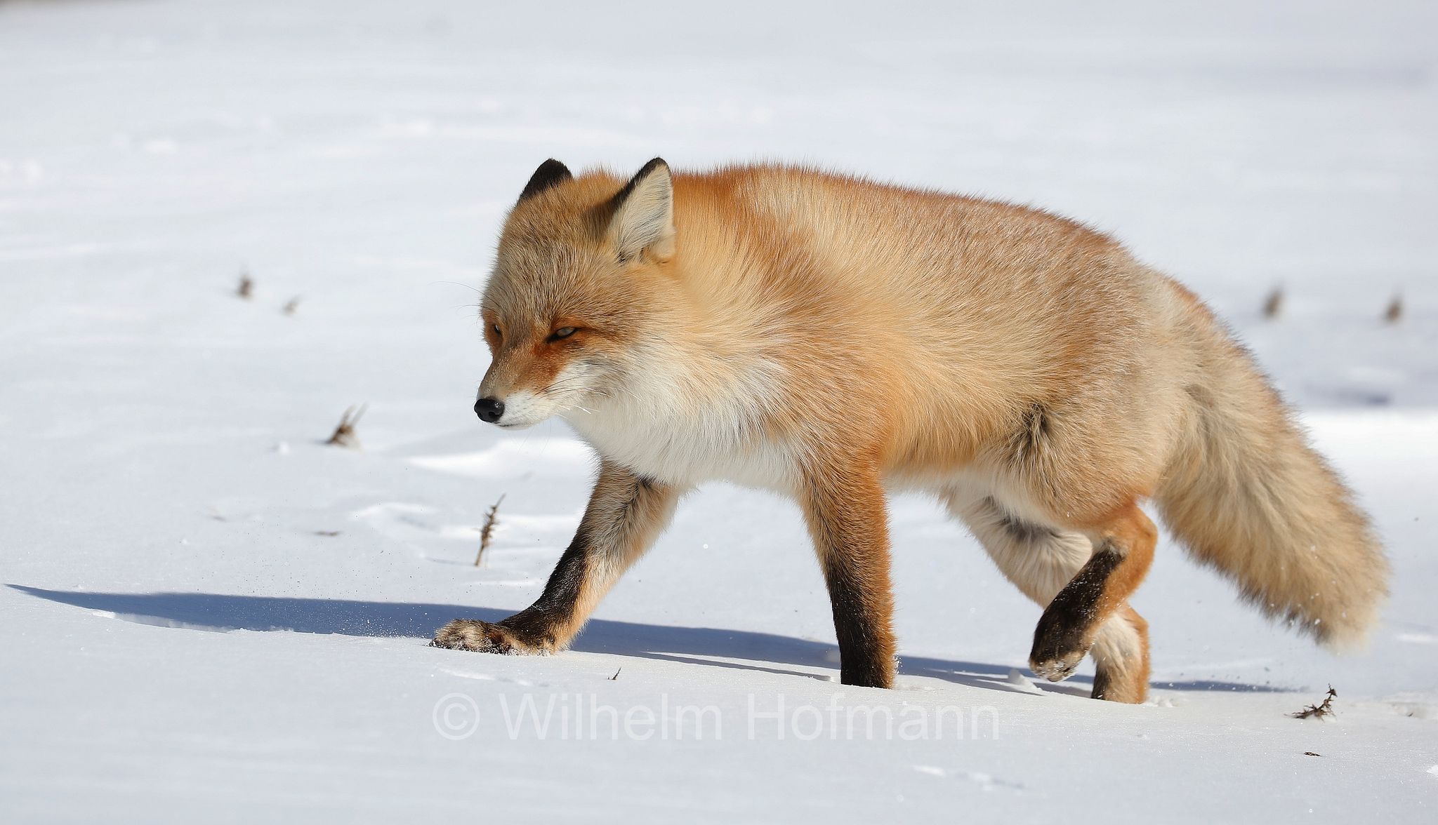 Ezo red fox, Hokkaido-Rotfuchs, Ezo-Rotfuchs, volpe rossa di Sachalin, Vulpes vulpes schrencki, Notsuke Peninsula, Notsuke Halbinsel, Penisola di Notsuke, Hokkaidō, Hokkaido, Japan, Giappone