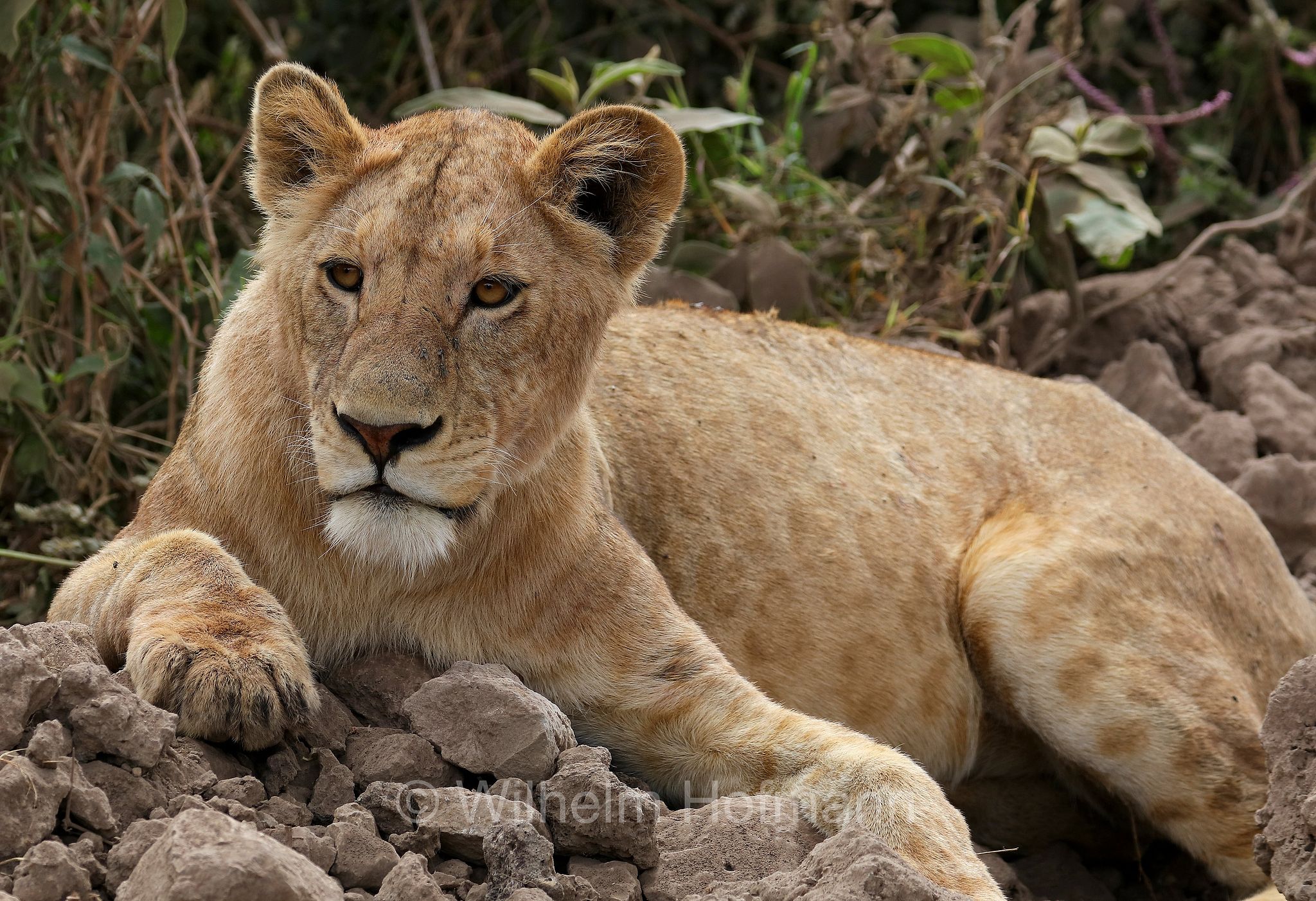 Lion, Ngorongoro Conservation Area, Tanzania, Löwe, leone, panthera leo melanochaita, Ngorongoro Krater, Tansania, Magadisee, lake magadi, lake magad, area di conservazione di Ngorongoro