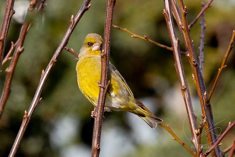 På oppdrag frå kl 12 til 16