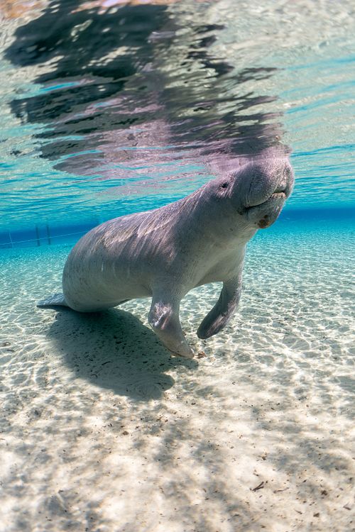 Manatee
