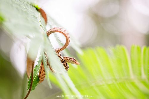 Ahaetulla fasciolata – Gefleckte Peitschennatter