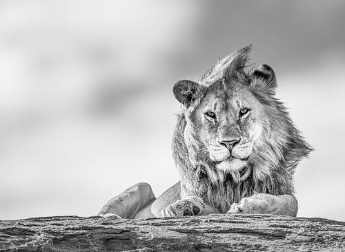 Lion, Panthera leo, vulnerable species, Africa, Tanzania, Serengeti