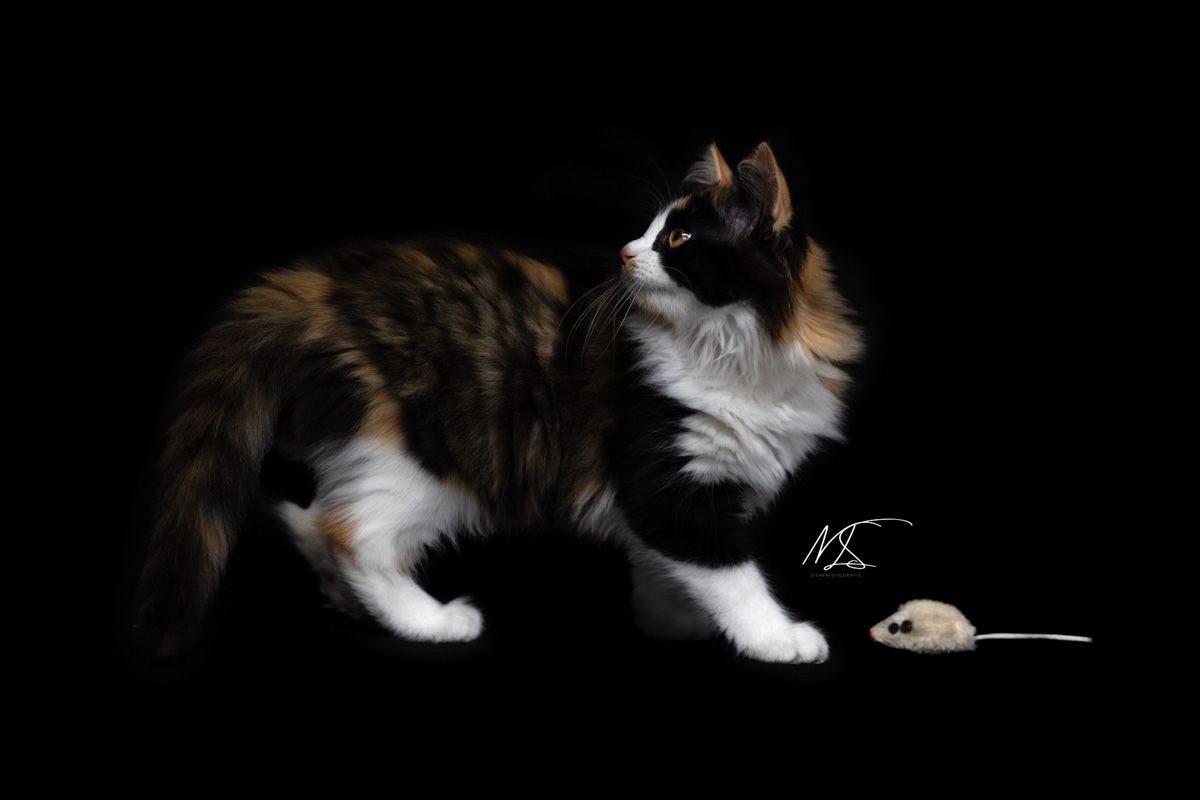 Langharige kitten die omkijkt door geluid terwijl zij met speelgoed muisje aan het spelen is