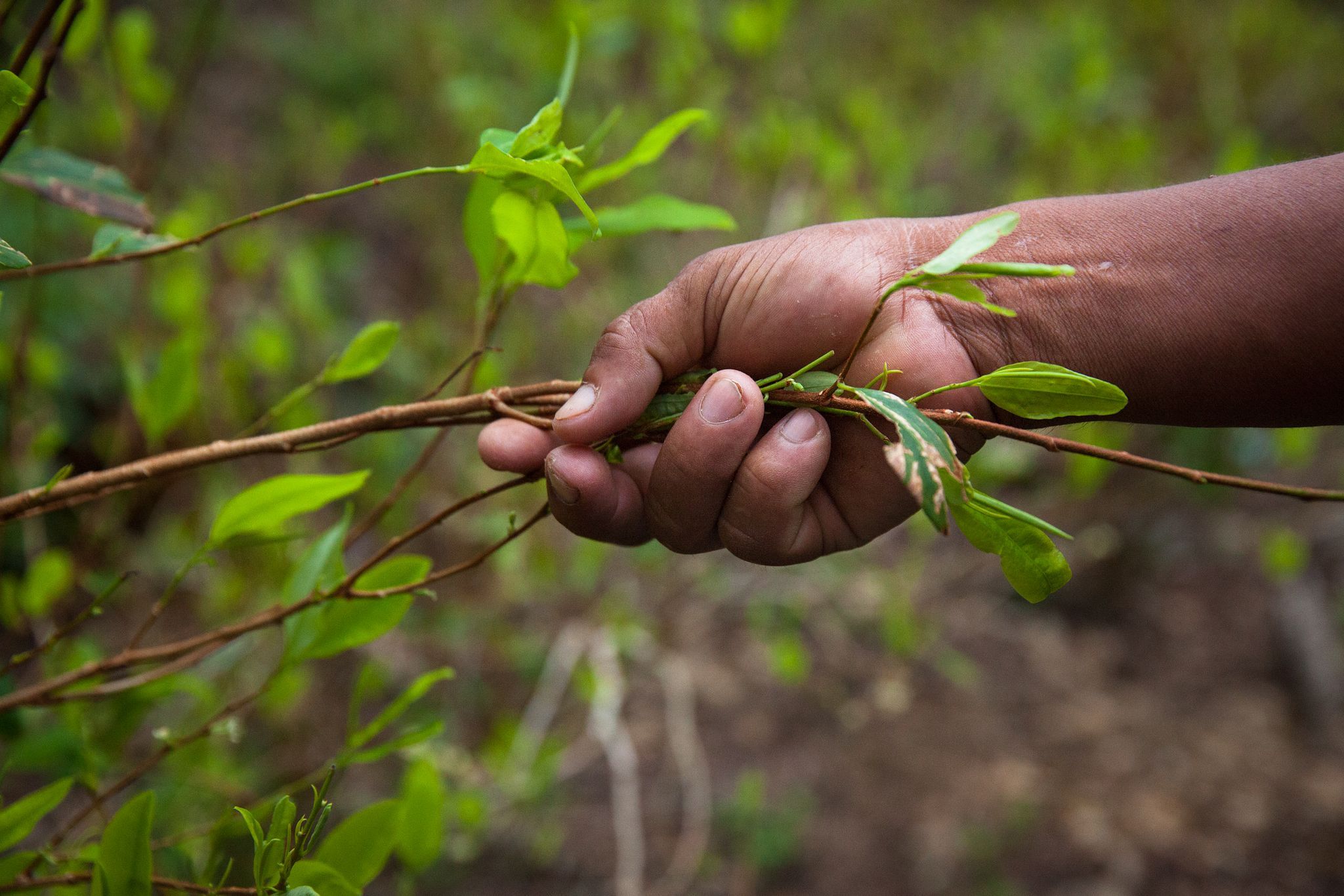 COLOMBIA: COCA GROWERS FEAR NEW PEACE ACCORD