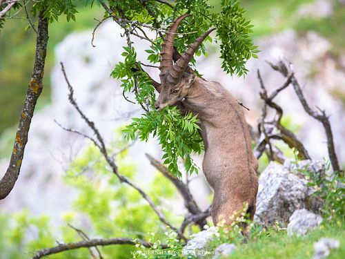 Capra ibex - Alpine ibex
