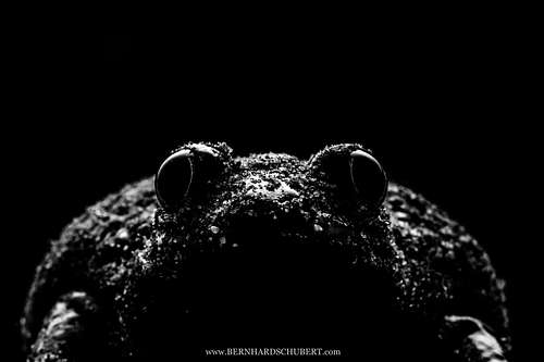 Pelobates fuscus - Common Spadefoot