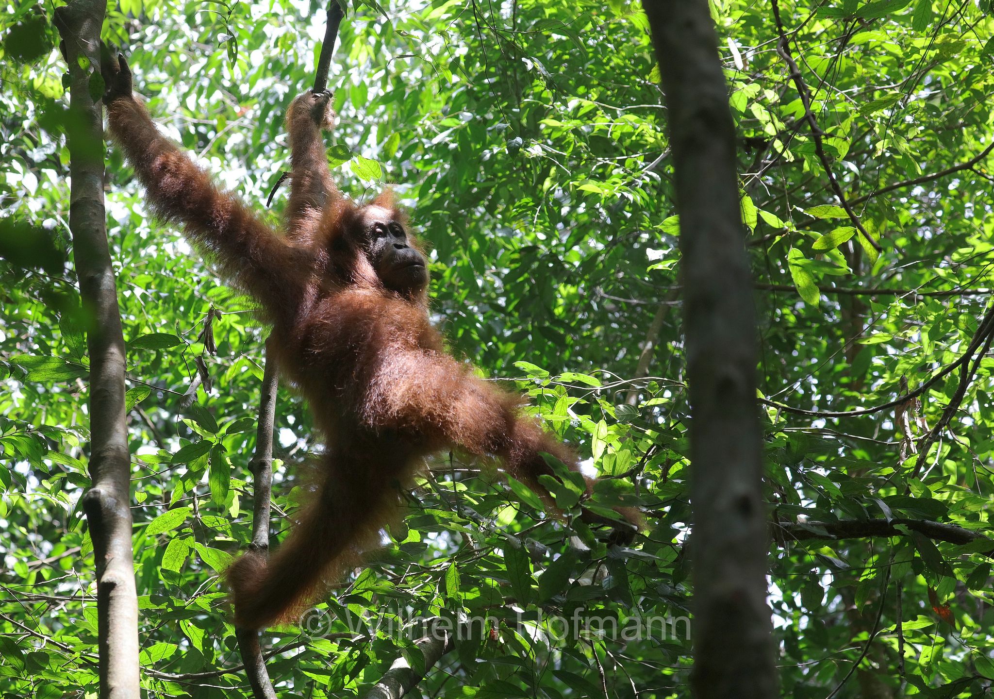 Sumatran orangutan, Sumatra-Orang-Utan, orango di Sumatra, Pongo abelii, Gunung Leuser National Park, Nationalpark Gunung Leuser, parco nazionale di Gunung Leuser, Bukit Lawang, Sumatra, Indonesia, Indonesien