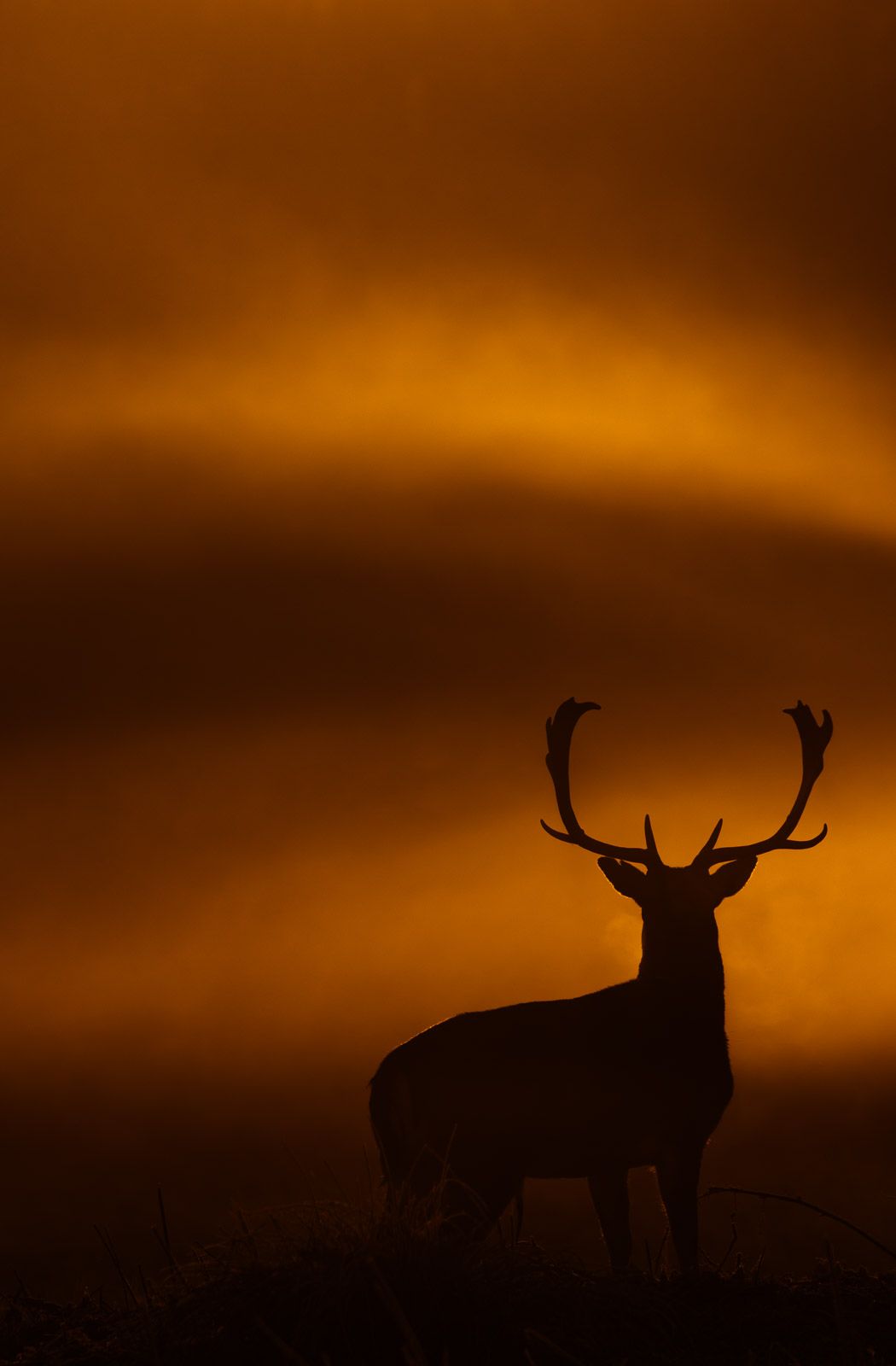 Thomas Durrant | Wildlife Photographer
