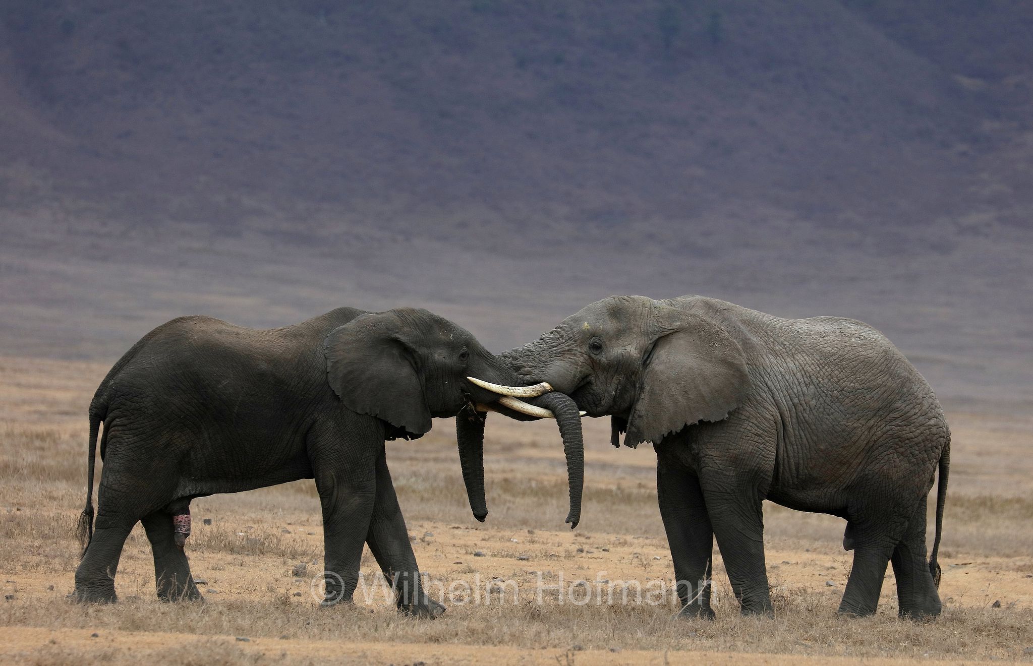 African bush elephant, African savanna elephant, Afrikanischer Elefant, Afrikanischer Buschelefant, Afrikanischer Savannenelefant, Afrikanischer Steppenelefant, elefanto africano, elefanto africano di savana, area di conservazione di Ngorongoro, Ngorongoro Conservation Area, Ngorongoro Krater, Tanzania, Tansania