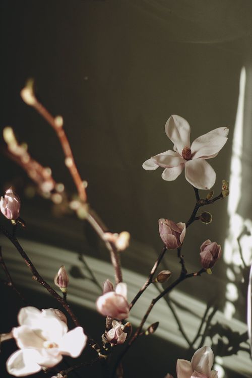 Fine Art Photoshoots