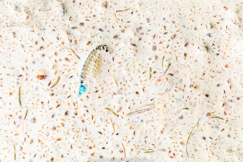 – Anpassung an den Tod