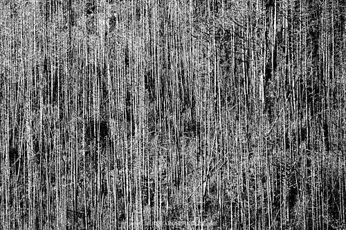 Dead trees