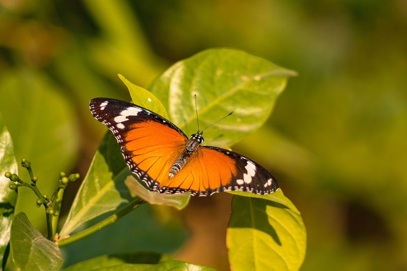 Beginning for the Macro photography